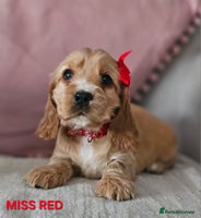 Cocker Spaniel dogs Stunning! Golden Kc Show Type Cocker Spaniels. - Advert 14