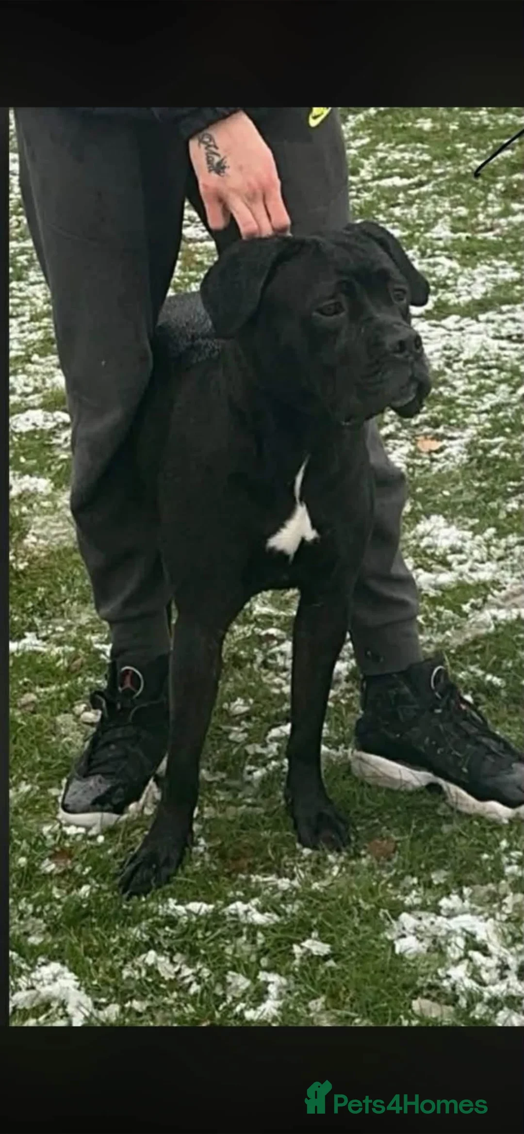 Cane Corso dogs for sale: Cane corso  in Coalville - Advert 2