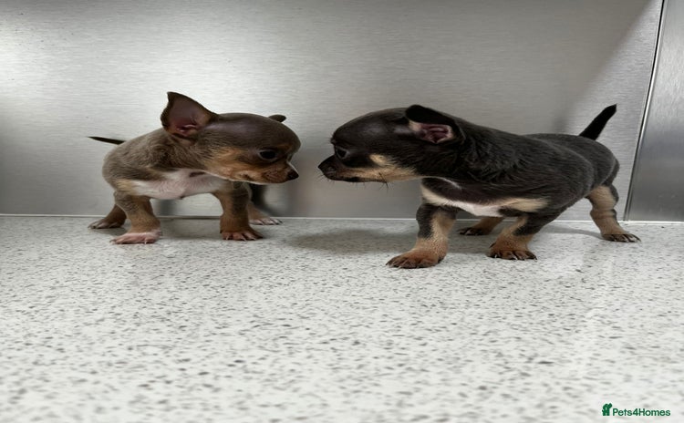 Chihuahua dogs - Advert 7