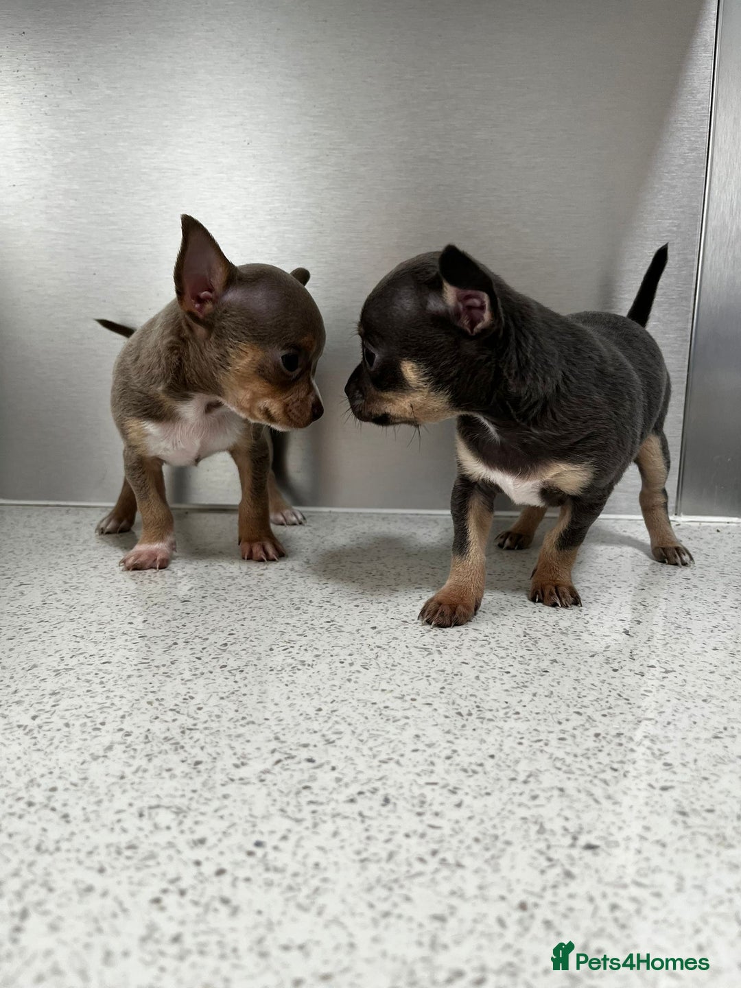 Chihuahua dogs for sale: Beautiful Chihuahua Puppies – Ready This Sunday - Image 1