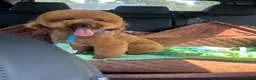 Cockapoo dogs for sale: Health tested: Champion lines  F1 puppies  - Advert 2