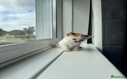 Mixed Breed cats for sale: Mixed kittens for sale - Image 21