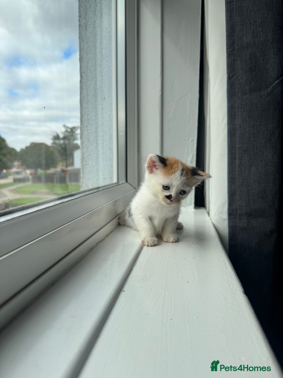 Mixed Breed cats for sale: Mixed kittens for sale - Image 21