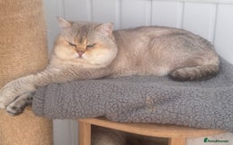 British Shorthair cats for sale: Champion sired Golden Colourpoint Kittens  - Image 5
