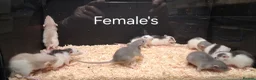 Rat rodents for sale: Baby Dumbo Rat's available, Males & Females  - Advert 6