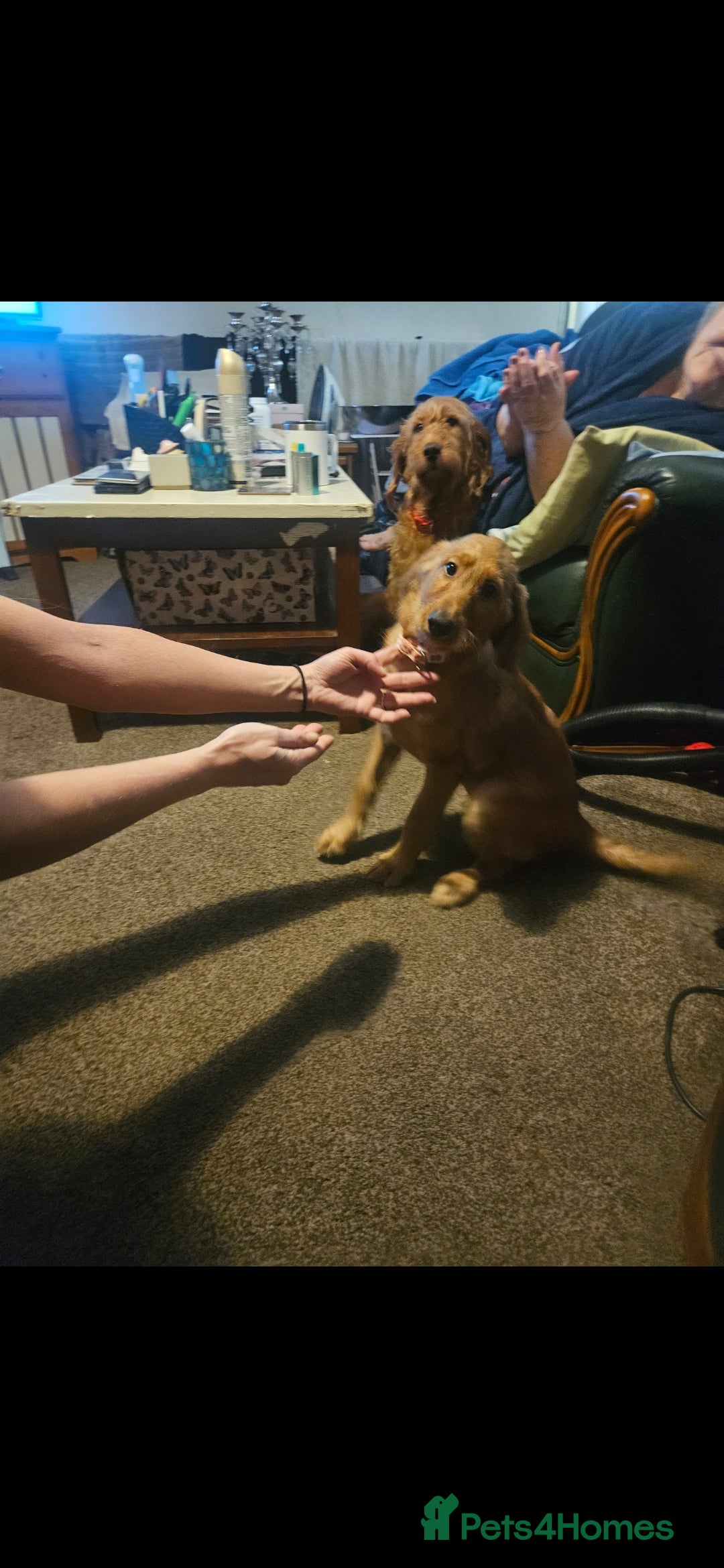 Labradoodle dogs for sale: Labradoodle f1b pups, 1 male, 1 female, stunning. - Advert 9