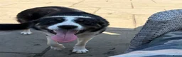 Border Collie dogs for sale: Emma border collie  - Advert 1