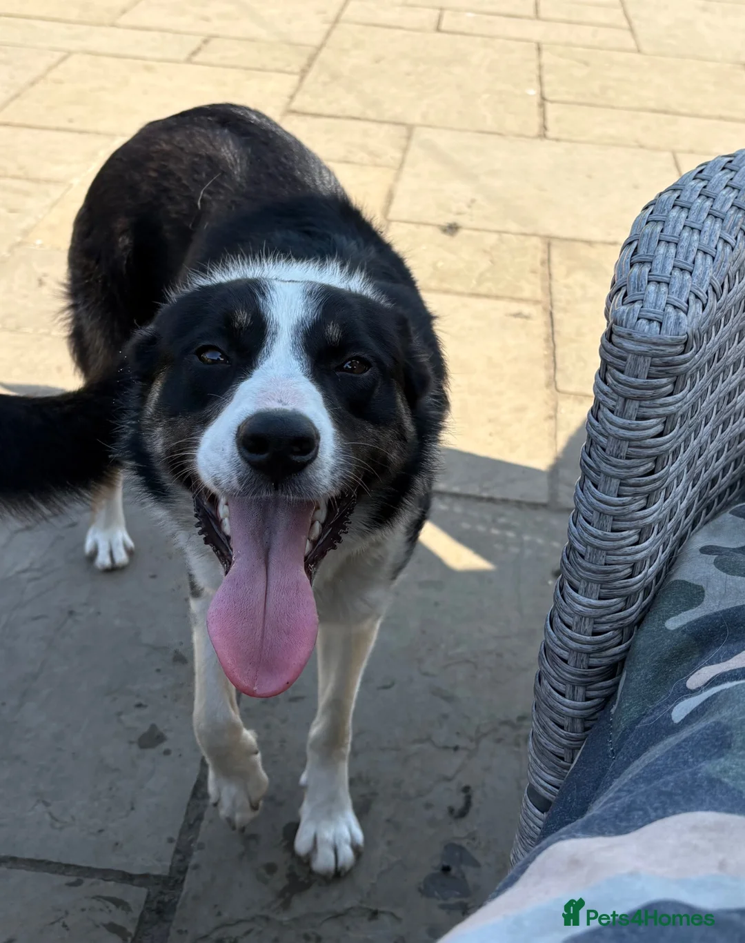 Border Collie dogs for sale: Emma border collie  - Advert 1