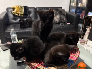 Mixed Breed cats - Advert 6