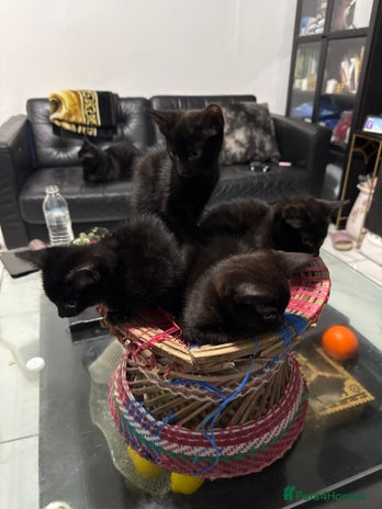 Mixed Breed cats - Advert 9
