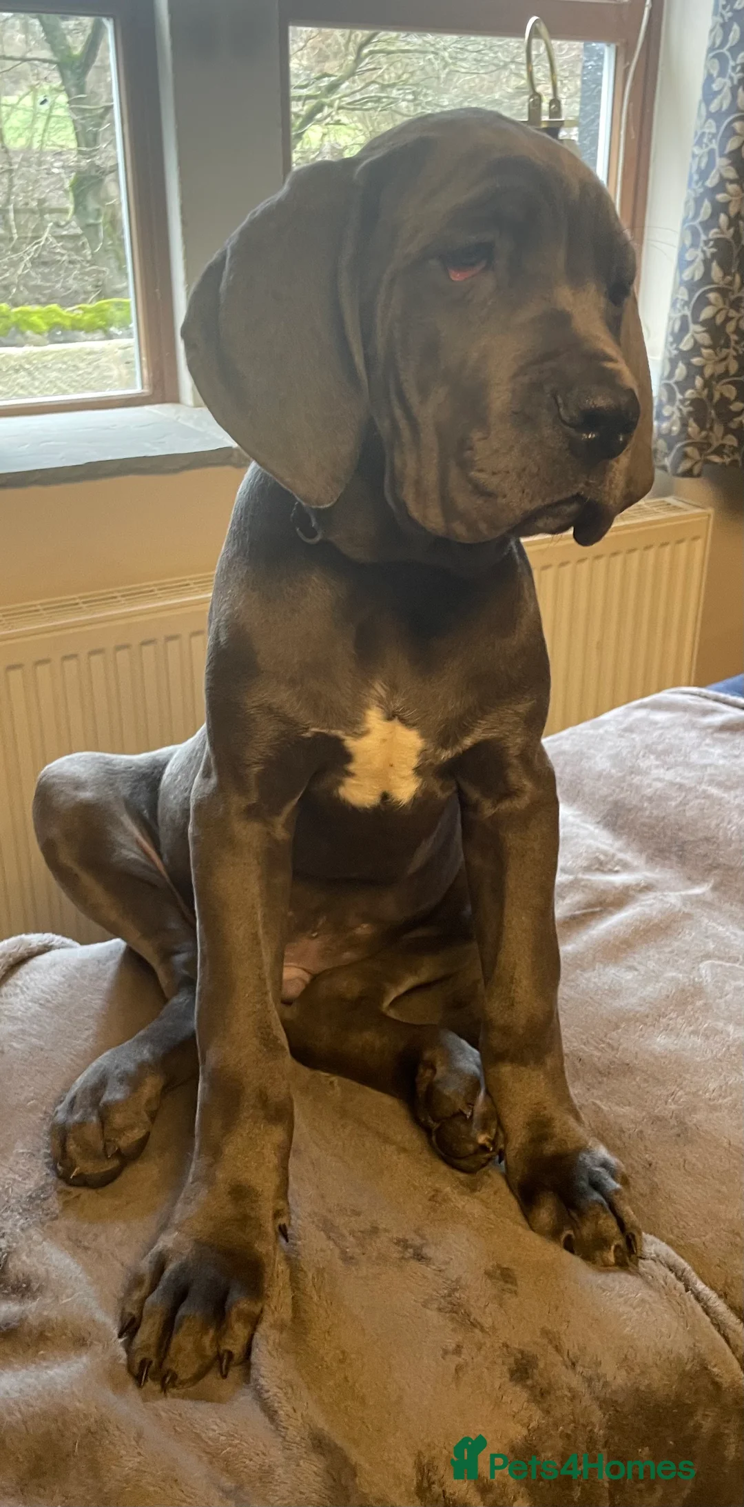 Mixed Breed dogs for sale: STUNNING MASTIFF/GREAT DANE PUPPIES - Advert 9