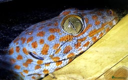 Gecko reptiles for sale: Tokay Geckos - Image 2