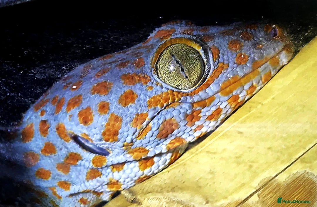 Gecko reptiles for sale: Tokay Geckos - Image 2