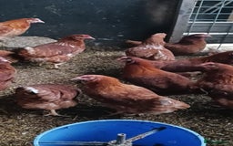 Chickens poultry for sale: Warren point of lay Hens - Image 3