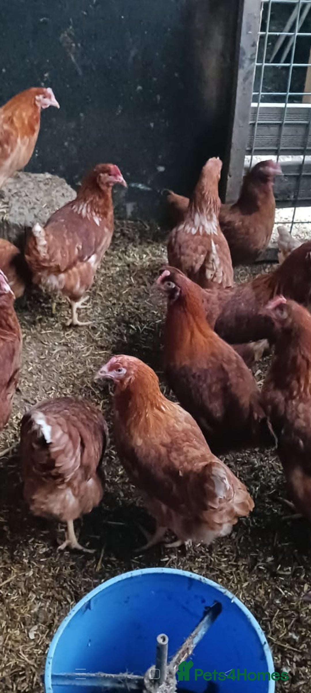 Chickens poultry for sale: Warren point of lay Hens - Image 3