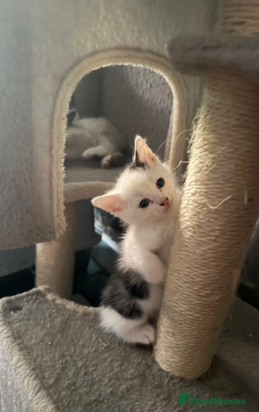 Mixed Breed cats for sale: Two last remaining kittens - Advert 5