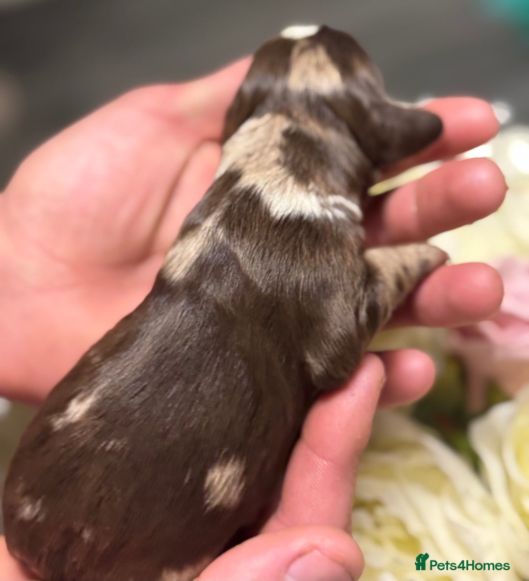 Cocker Spaniel dogs for sale: Merle cocker spaniels  - Image 19