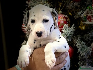 Dalmatian dogs 🐾 ** puppies 🧑 ** - Advert 6
