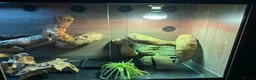 Iguana reptiles for sale: Green iguana 11 months old plus set up - Advert 6
