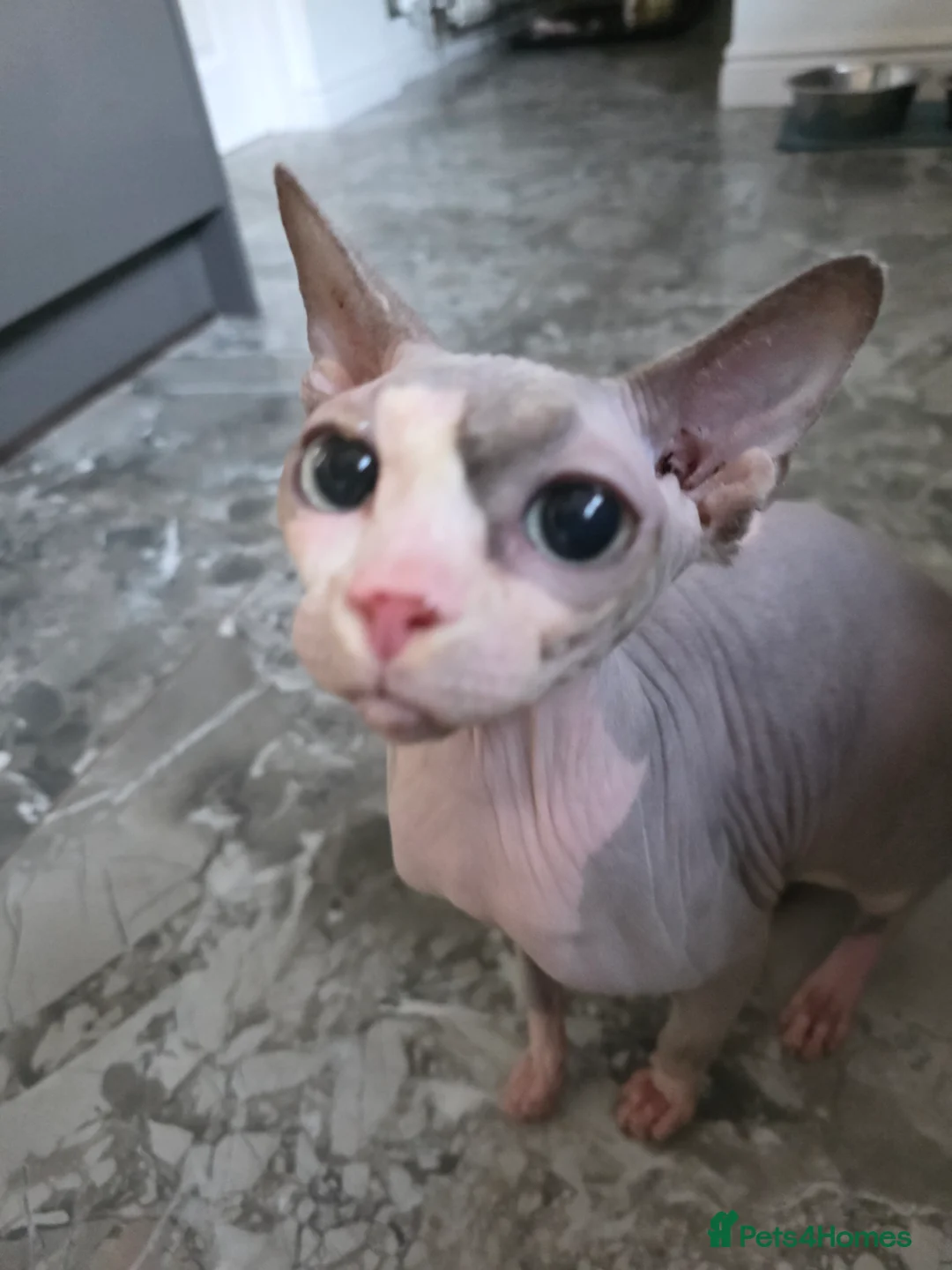Sphynx cats for sale: Female sphynx for rehoming - Advert 2