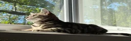 Bengal cats for sale: Binx and Thumbelina  - Advert 1