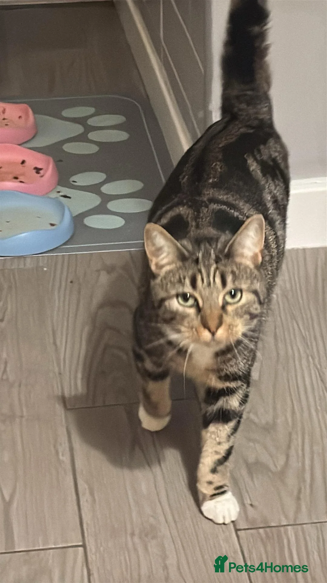 Mixed Breed cats for sale: Tabby female cat in Pontefract - Advert 1
