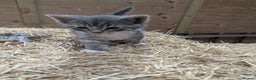 Mixed Breed cats for sale: Grey tabby kittens - Advert 2