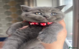 British Shorthair cats for sale: Chunky British Shorthair Kittens - Image 3