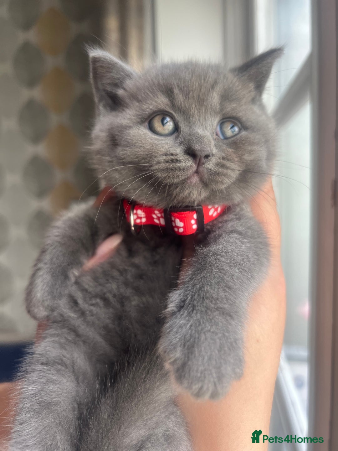British Shorthair cats for sale: Chunky British Shorthair Kittens - Image 3