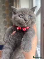 British Shorthair cats - Advert 11