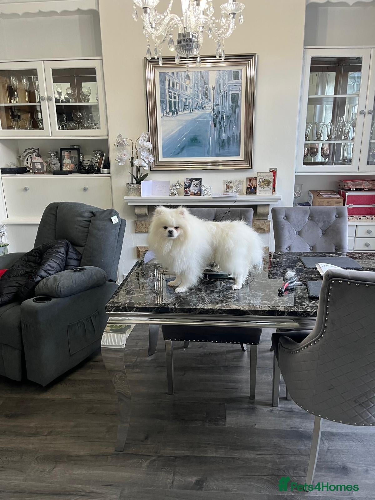 Pomeranian dogs Beautiful pure white male pomeranian  - Advert 1