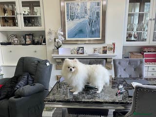 Pomeranian dogs Beautiful pure white male pomeranian - Advert 1