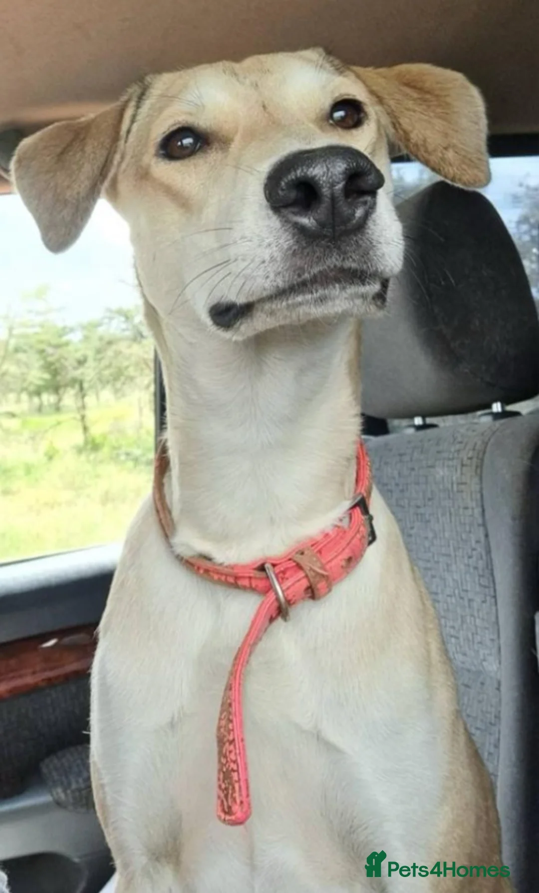Mixed Breed dogs for adoption: Zuri is looking for a fun adventurous home in Fowey - Advert 11