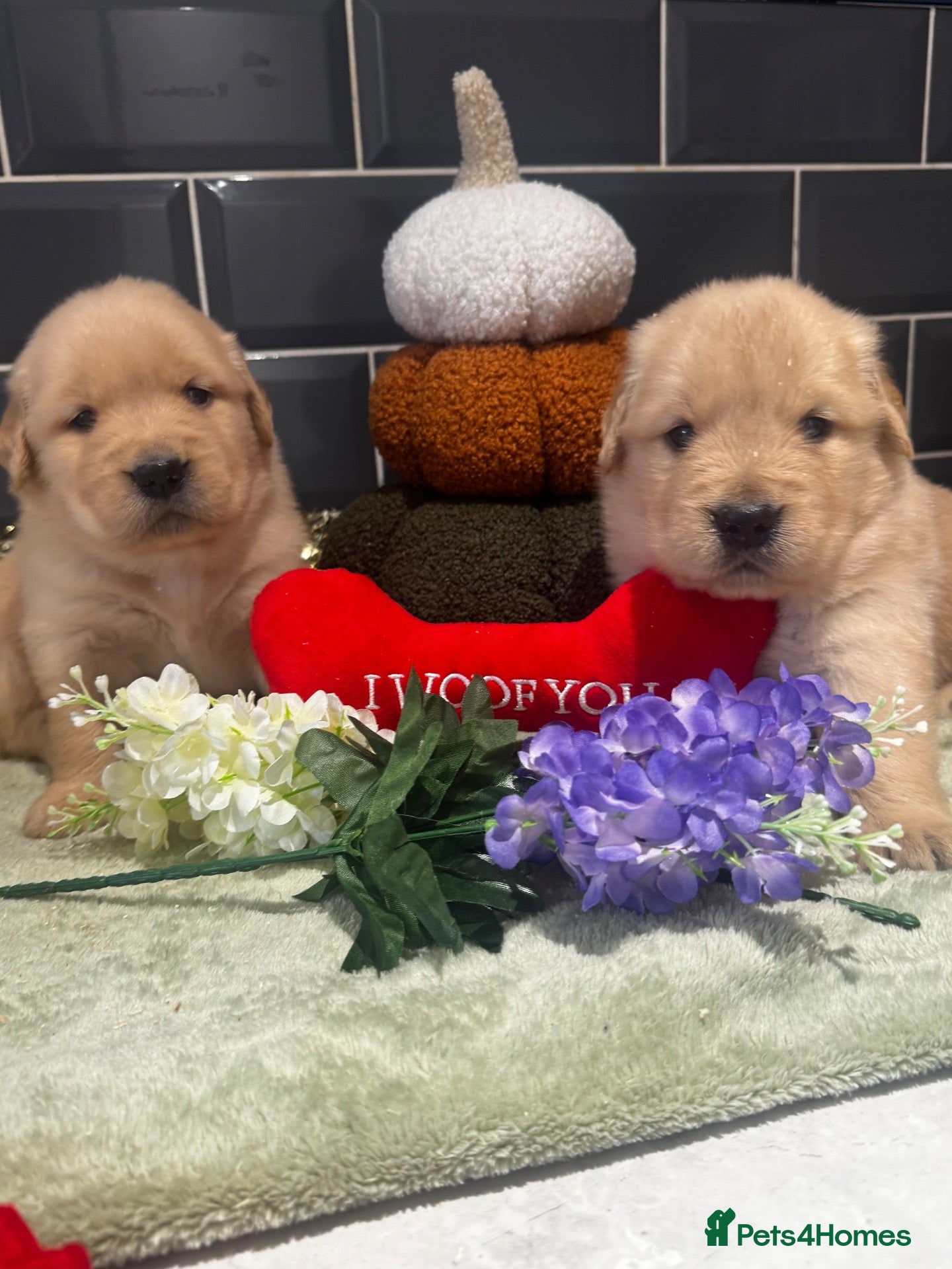 Golden Retriever dogs Outstanding American Golden Retrievers - Advert 1