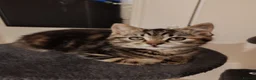 Mixed Breed cats for sale: ❤️ Bengal Tortoiseshell mix litter of 3 Girls ❤️  - Advert 3