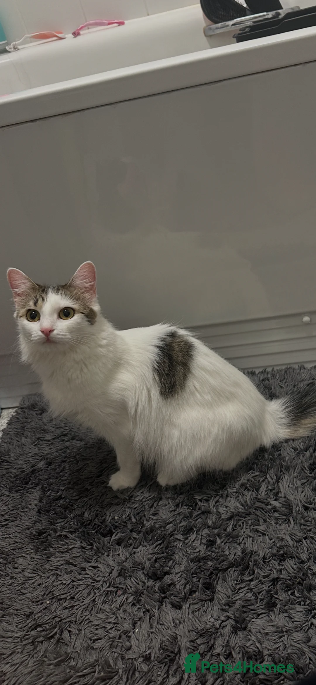 Aegean cats for sale: Beautiful Cat For Sale - Advert 4