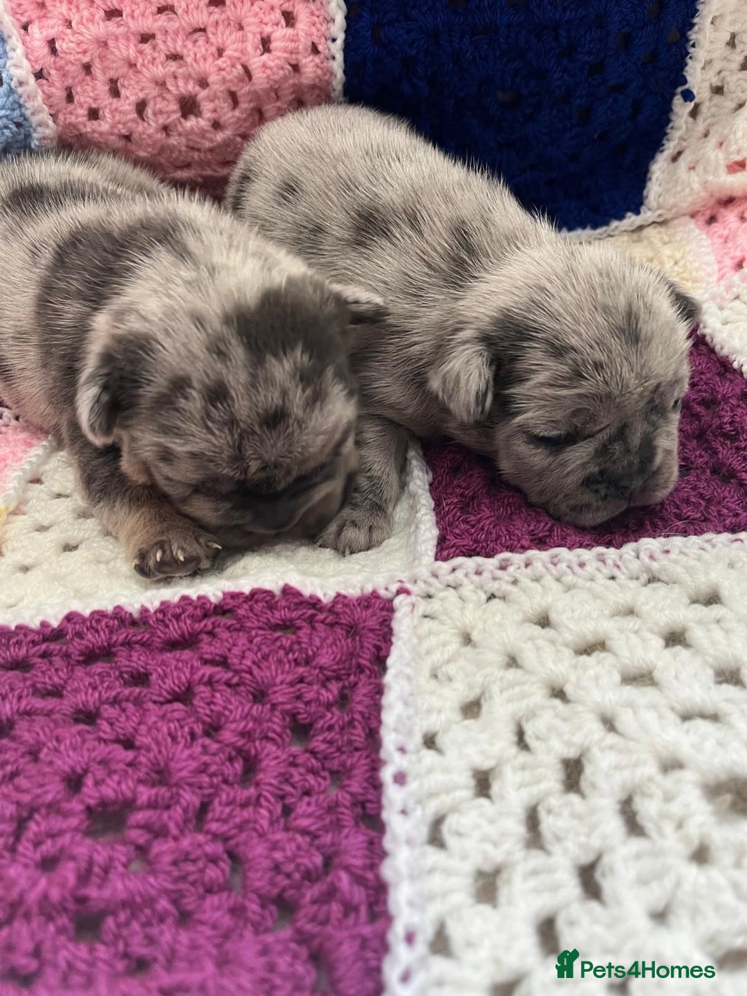 French Bulldog dogs for sale: ⭐️ KC Rope nose frenchies carrying fluffy ⭐️ - Image 5