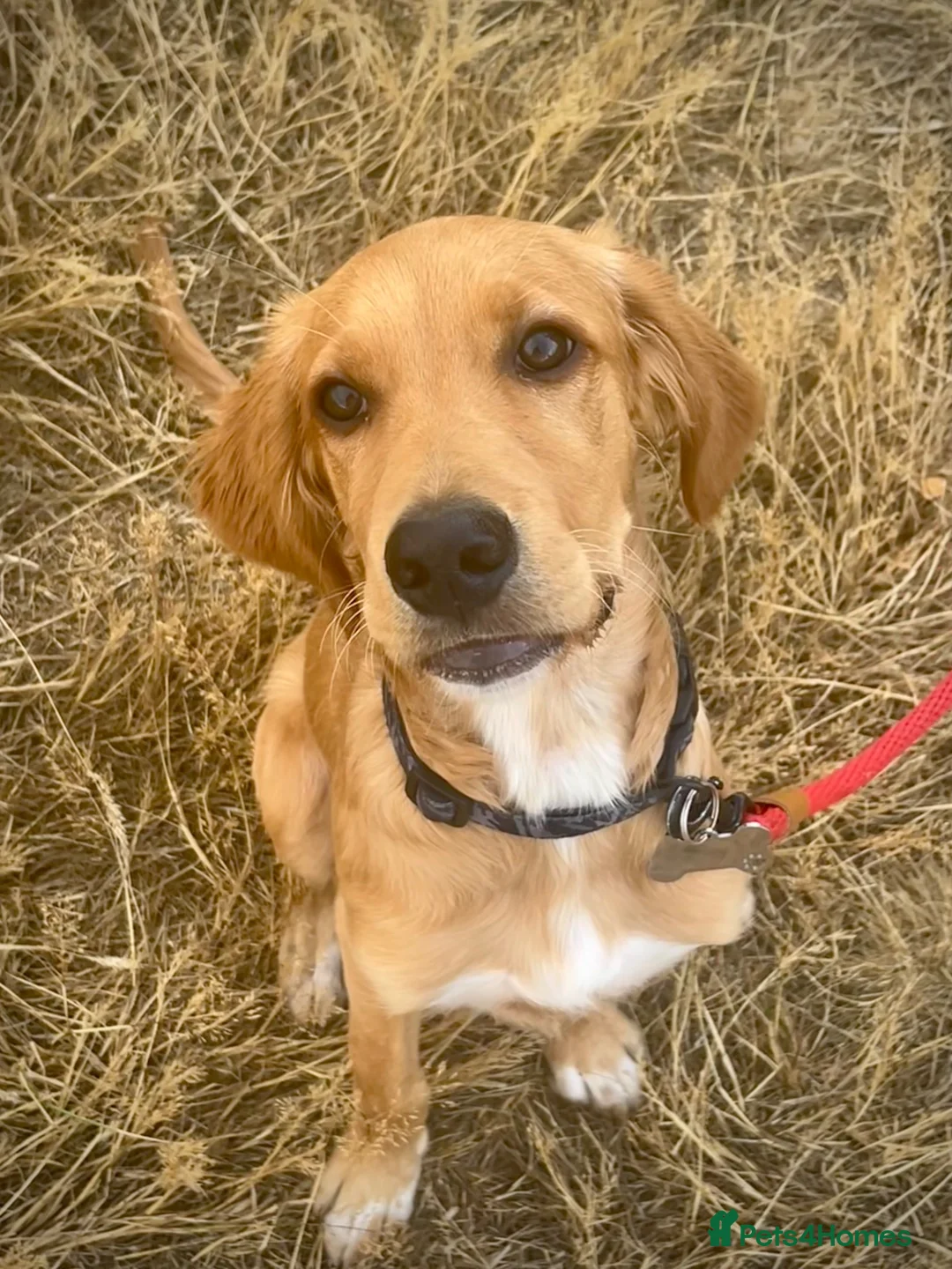 Mixed Breed dogs for sale: 21-week-old puppy looking for an experienced home in Frodsham - Advert 8