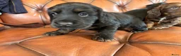 Cocker Spaniel dogs for sale: Working Cocker Spaniel Puppies  - Advert 16