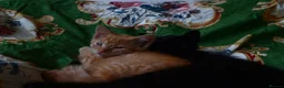 Mixed Breed cats for sale: 2 kittens, brother and sister  in London - Advert 10