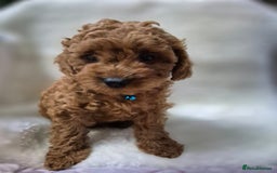 Cavapoo dogs for sale: WAITING LIST NOW OPEN FOR SUMMER 2026.  - Image 18
