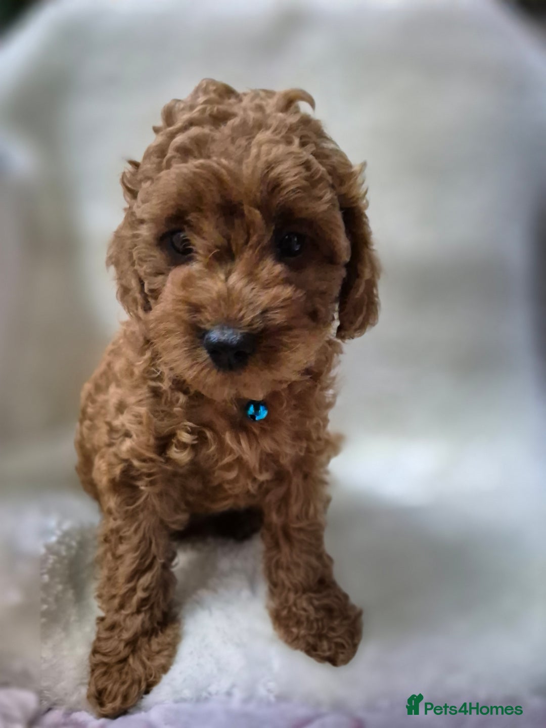 Cavapoo dogs for sale: WAITING LIST NOW OPEN FOR SUMMER 2026.  - Image 18