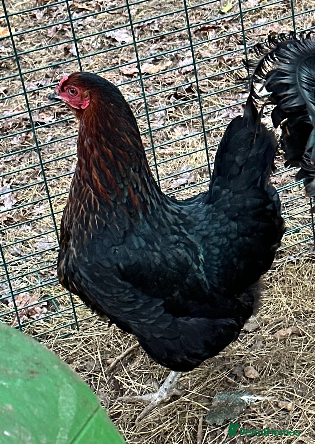 Chickens poultry for sale: Chicks, chickens and hatching eggs - Advert 8