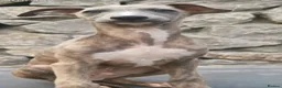 Whippet dogs for sale: Brindle whippets  - Advert 2