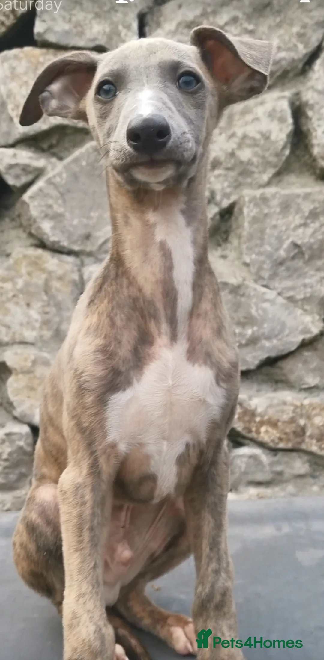 Whippet dogs for sale: Brindle whippets  - Advert 2