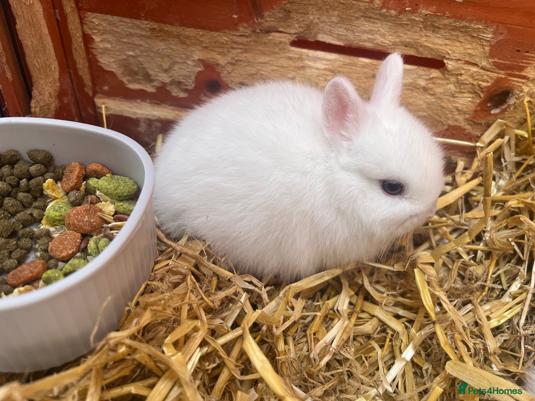 Netherland Dwarf rabbits for sale: Dwarf Bunnies - Image 11