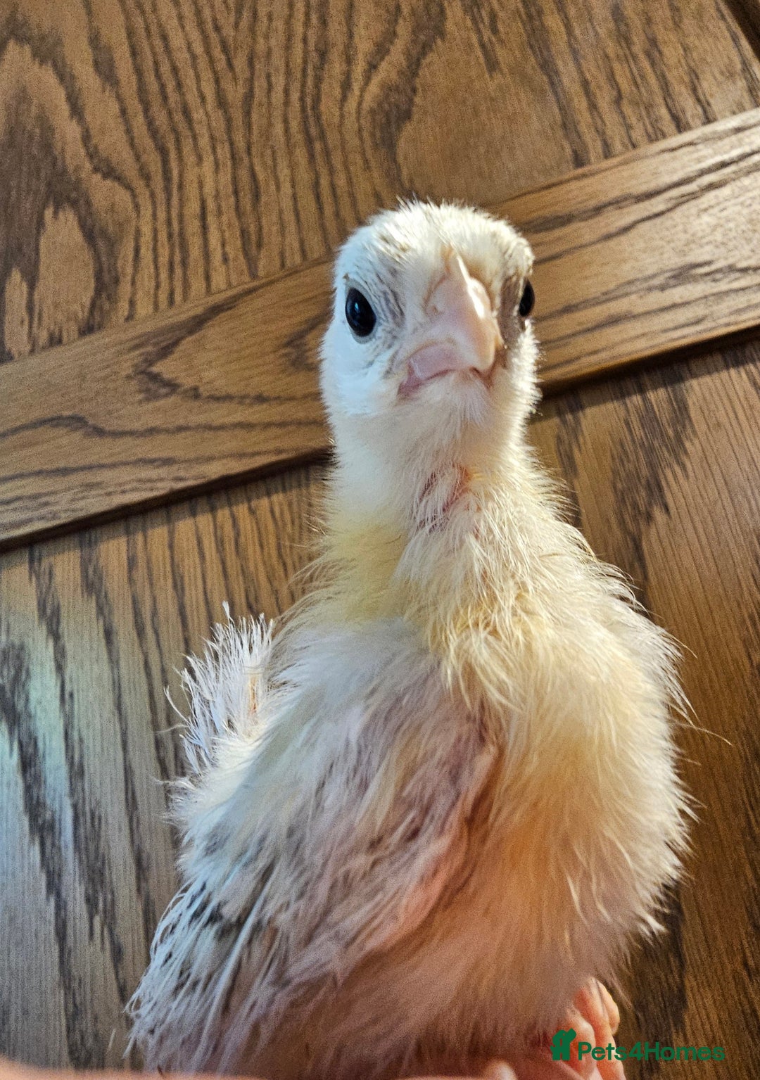 Chickens poultry for sale: Serama chicks and serama X silkie chicks - Image 5