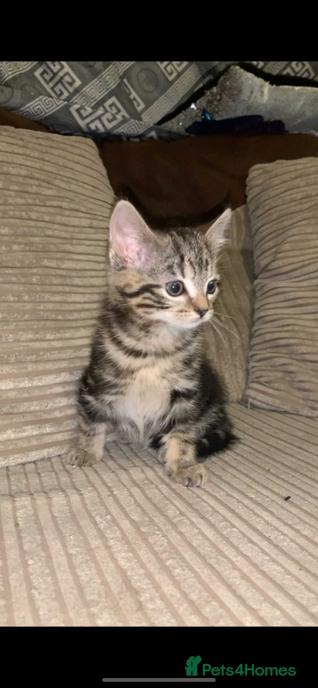 British Shorthair cats for sale: Stripy British Shorthair kitten - Advert 5