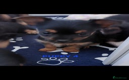 Yorkshire Terrier dogs for sale: YORKSHIRE TERRIER PUPPIES with OWN VET HEALTH CERT - Image 8