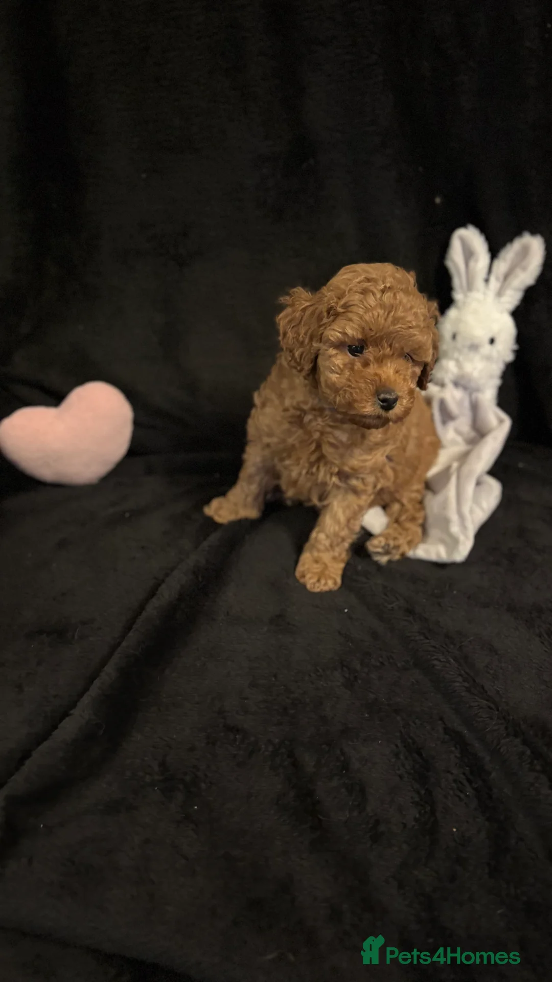Cavapoochon dogs for sale: Gorgeous Therapy puppies  - Advert 17